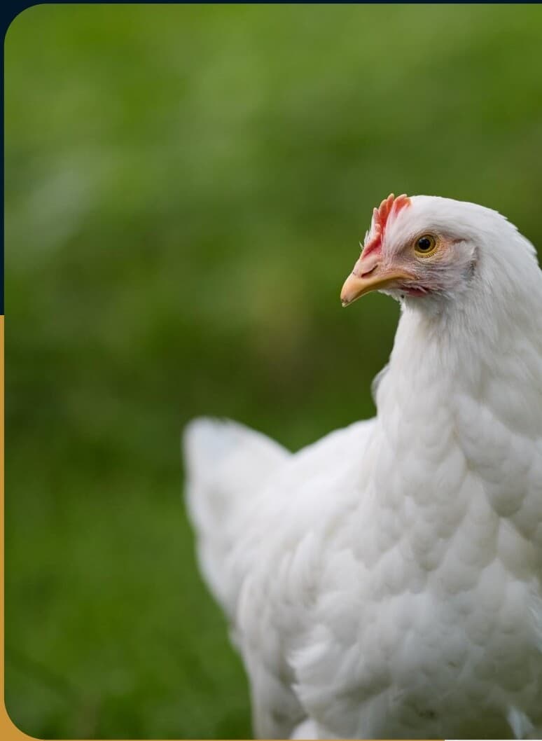 Majestic Poultry